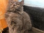 persian cat