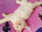 Persian cat