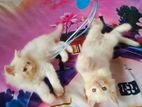 Persian cat