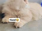 Persian Cat