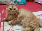 Persian Cat