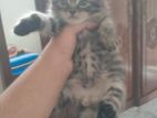 Persian Cat