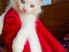 Persian cat
