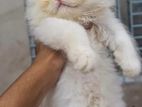 Persian cat