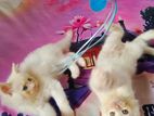 Persian cat