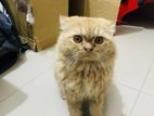 Persian Cat