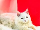 Persian Cat