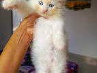 Persian cat