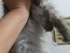 Persian Cat