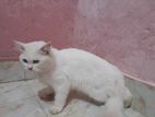 Persian cat