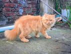 Persian Cat