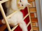 Persian cat