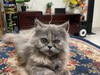 Persian Cat