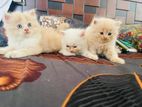 Persian Cat