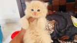 Persian Cat