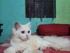 Persian Cat