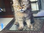 Persian Cat