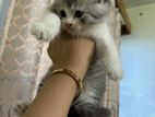 Persian Cat