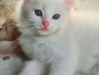 Persian cat