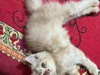 Persian Cat