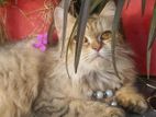 Persian Cat