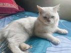 Persian Cat