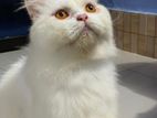 Persian Cat
