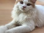 Persian Cat