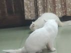 persian cat