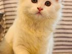 Persian Cat