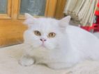 Persian Cat