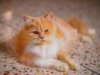 Persian cat