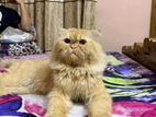 persian cat