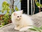 Persian Cat