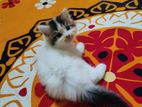 Persian Cat