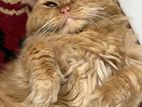Persian Cat