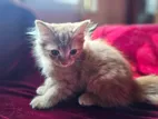 Persian Cat