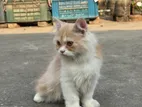 Persian Cat