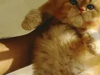 Persian Cat