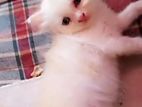 Persian Cat