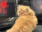 Persian Cat