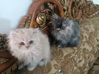 Persian cat