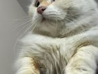 Persian Cat