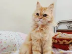 Persian Cat