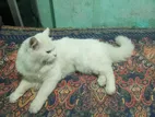 Persian cat