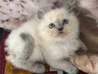 Persian Cat