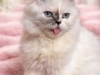 Persian Cat For sell