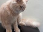 Persian cat