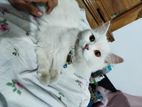 Persian cat