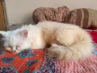 Persian Cat